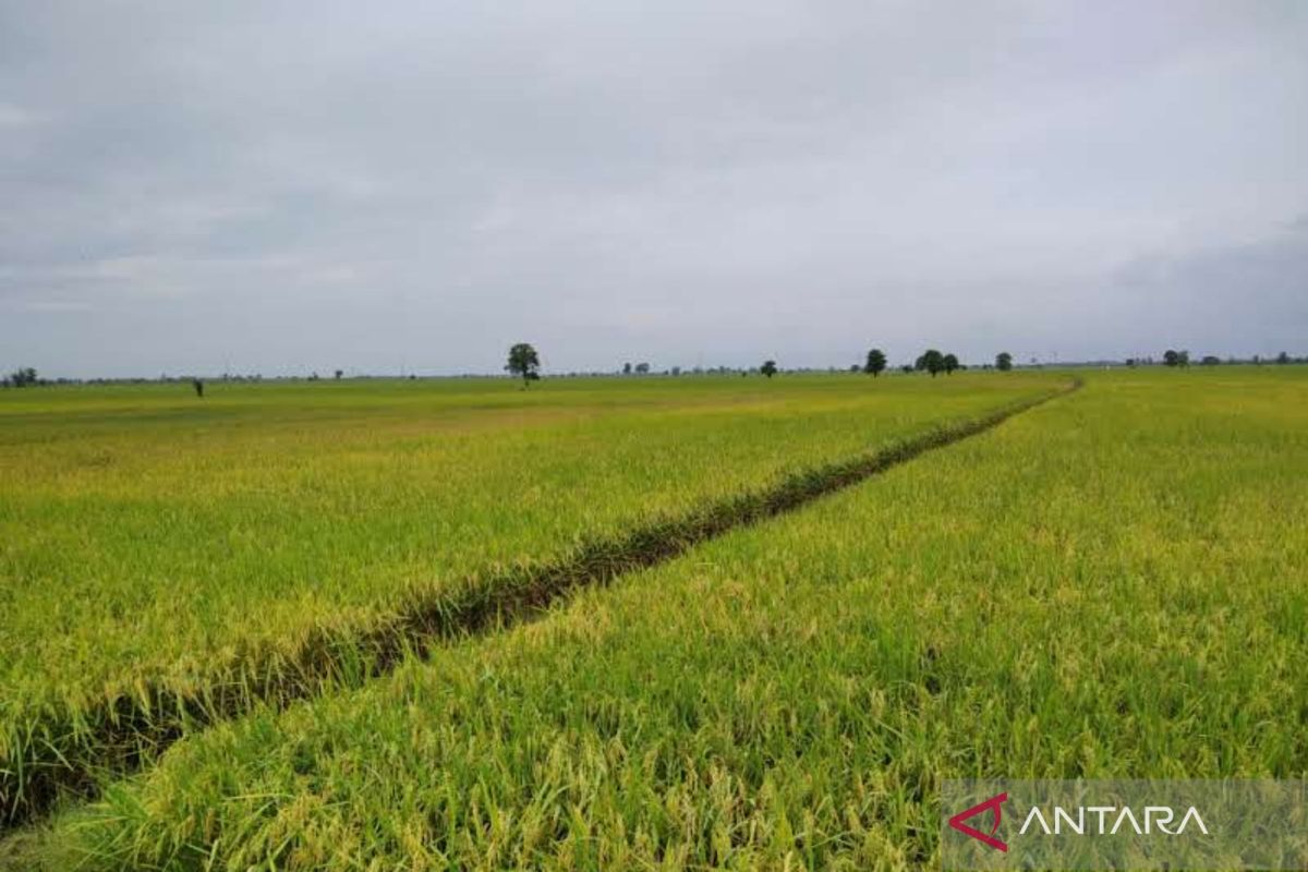 Bulog serap 3.150 ton gabah dan beras petani di Kabupaten Kudus