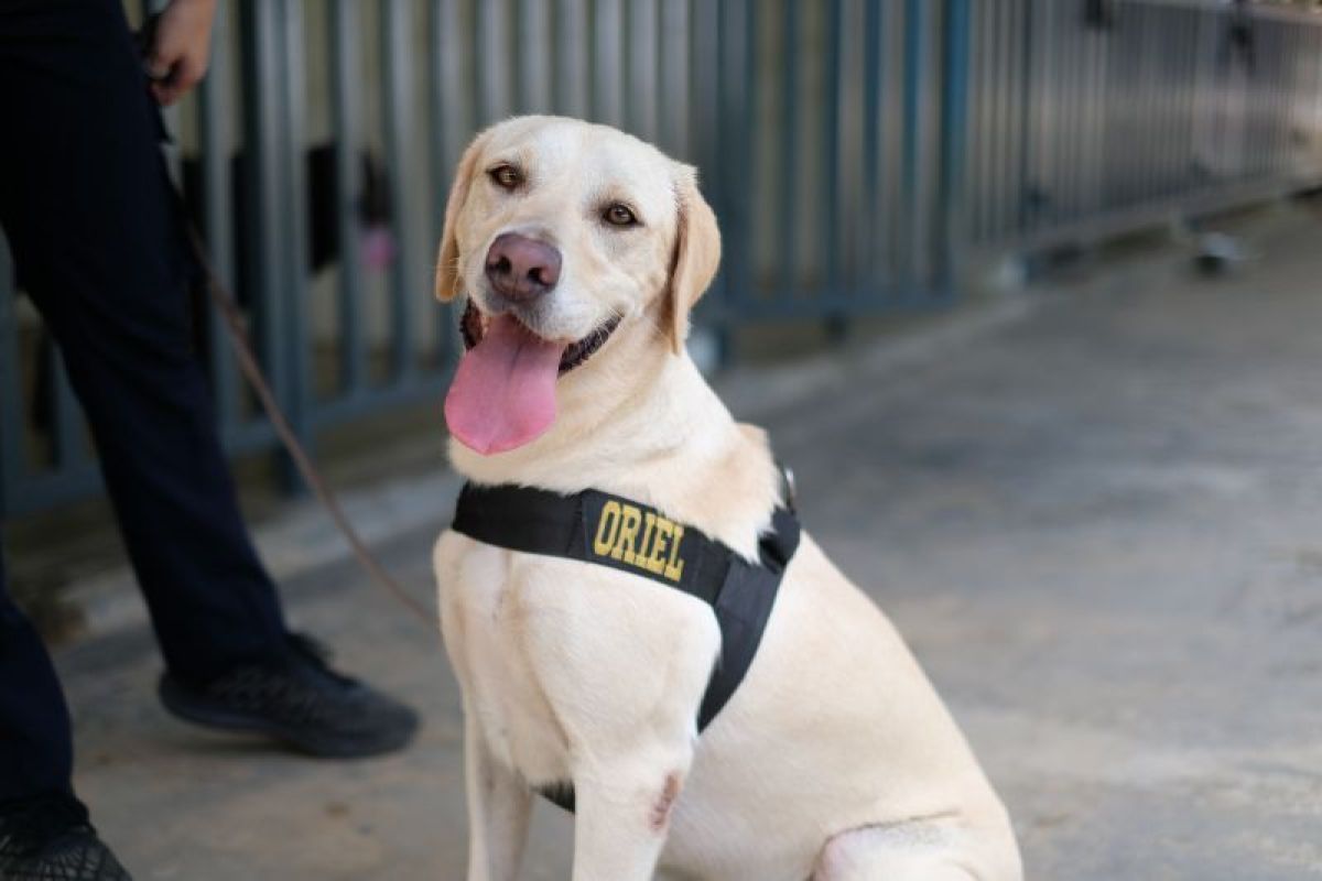Bea Cukai Batam tambah anjing pelacak K9 perkuat pengawasan