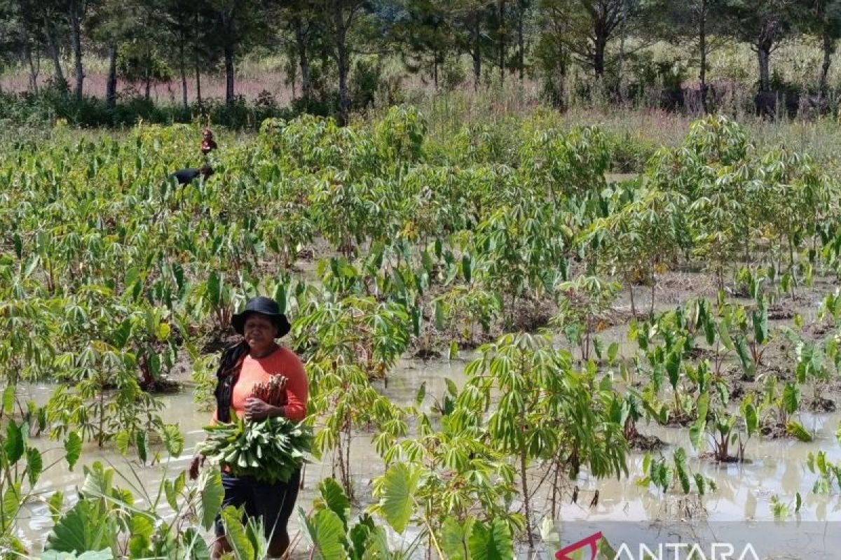 Distan Jayawijaya tingkatkan koordinasi petani menjaga stok sayur pasaran