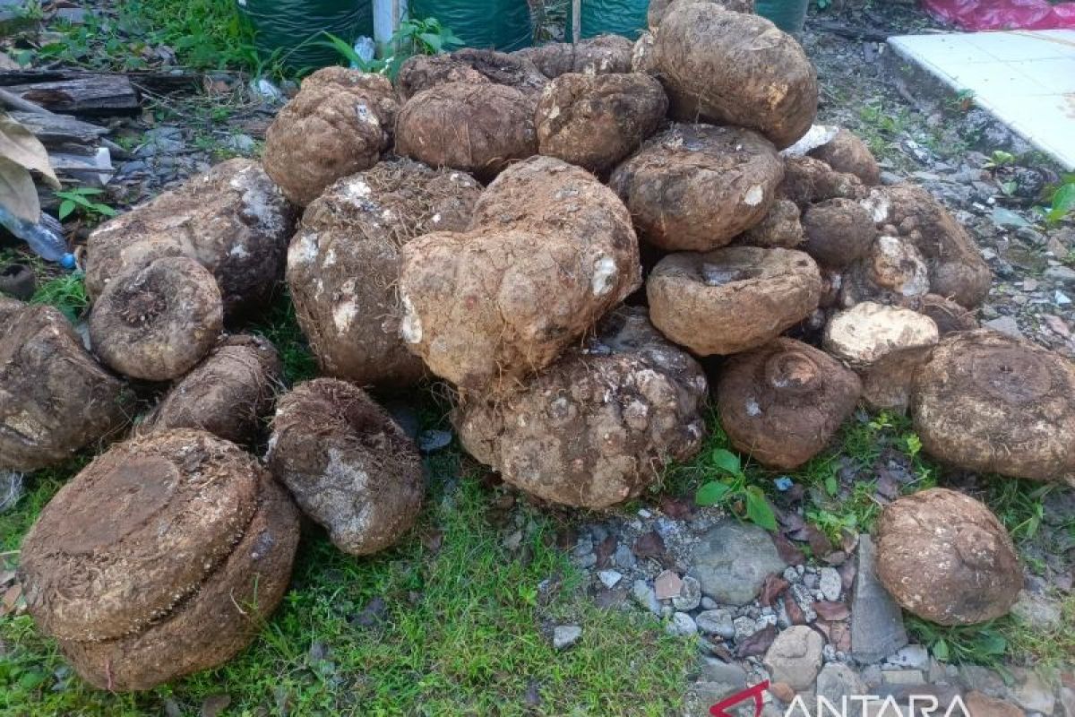 Tim gabungan BKSDA Pasaman gagalkan penjualan umbi Bunga Bangkai (Video)