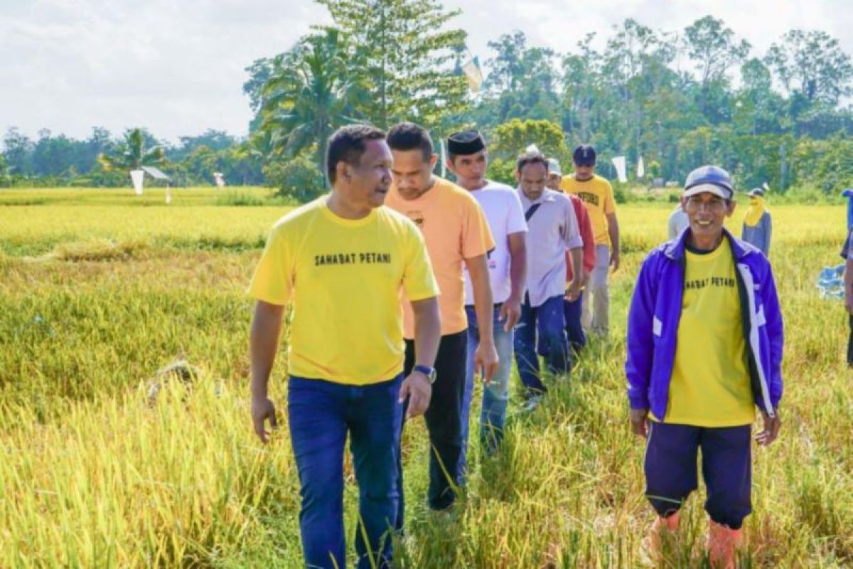 Pemda Muna Barat siapkan 22.500 kg benih jagung kuning untuk petani