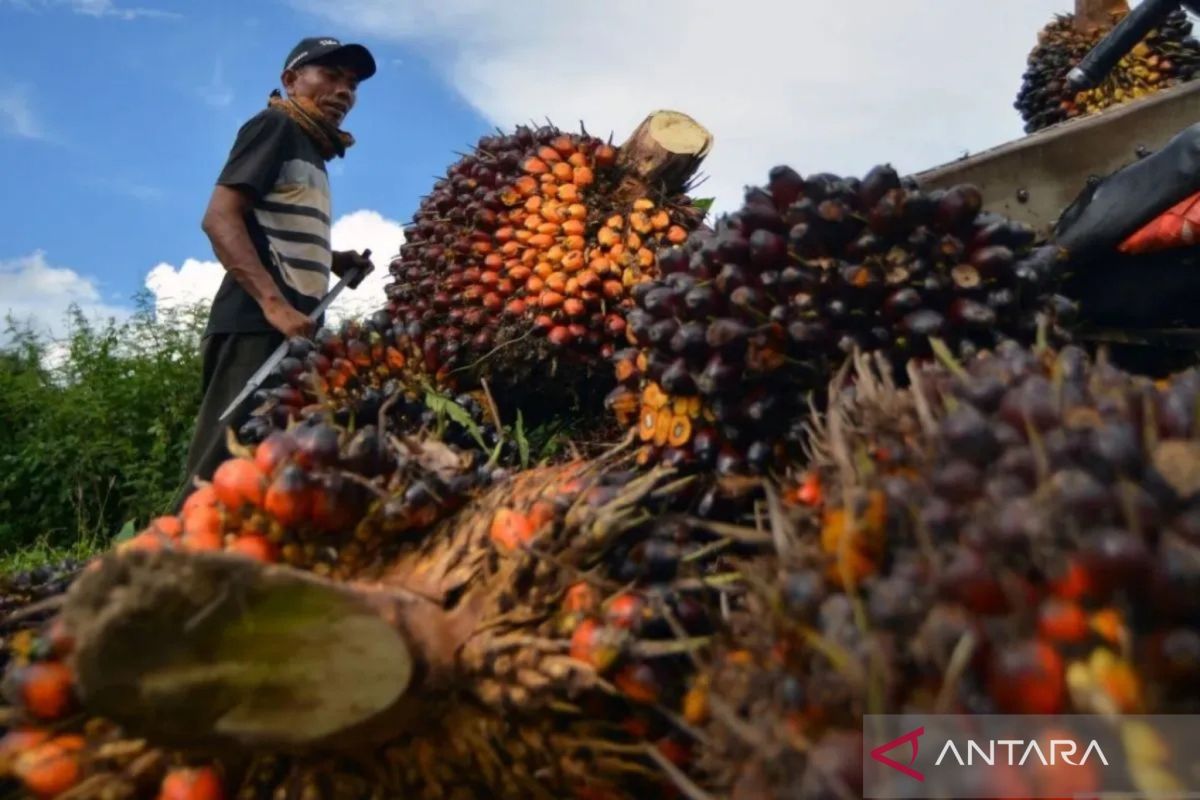 Penurunan permintaan dari India mempengaruhi harga CPO