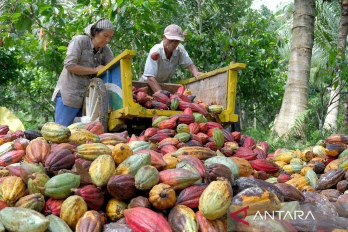 Disbun: Harga kakao nonfermentasi di Sultra naik menjadi Rp110 ribu/kg