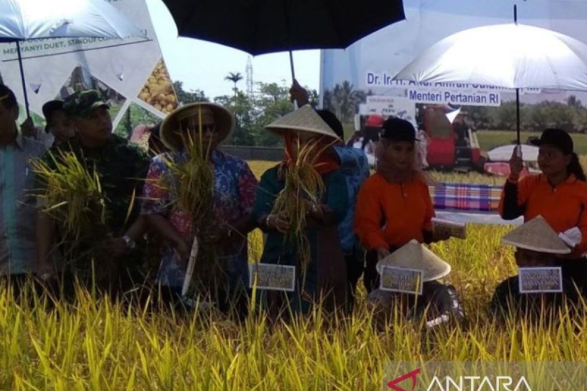 Bulog Bulukumba serap produksi petani melampaui realisasi 2024