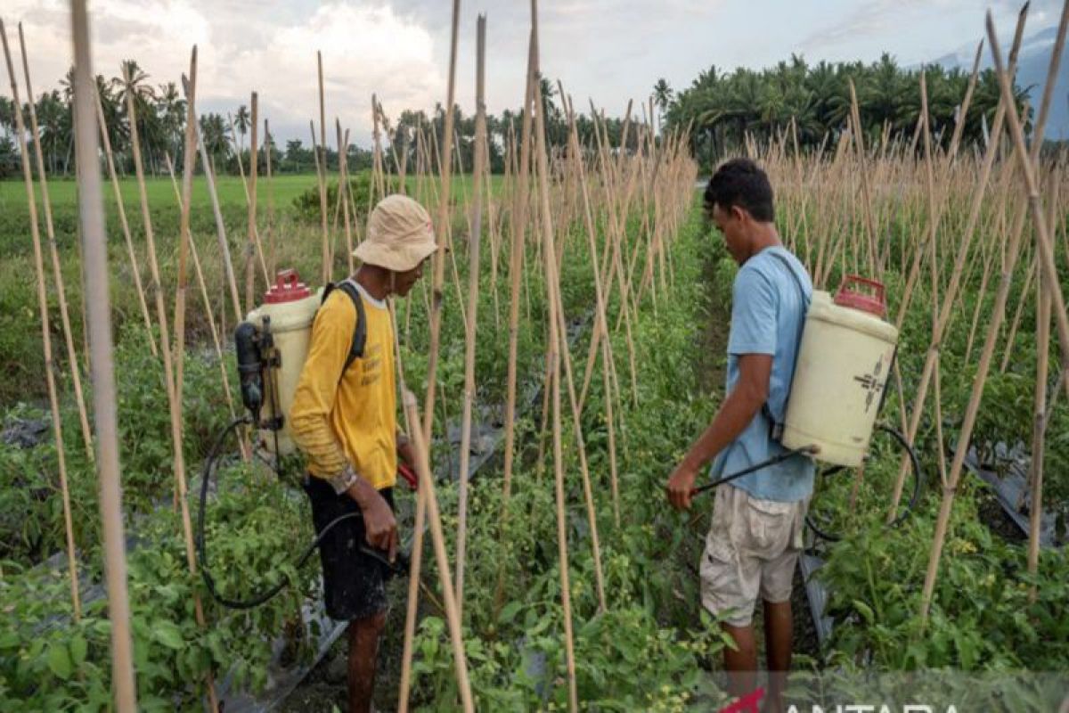 Sulawesi Tengah dapat tambahan alokasi pupuk subsidi