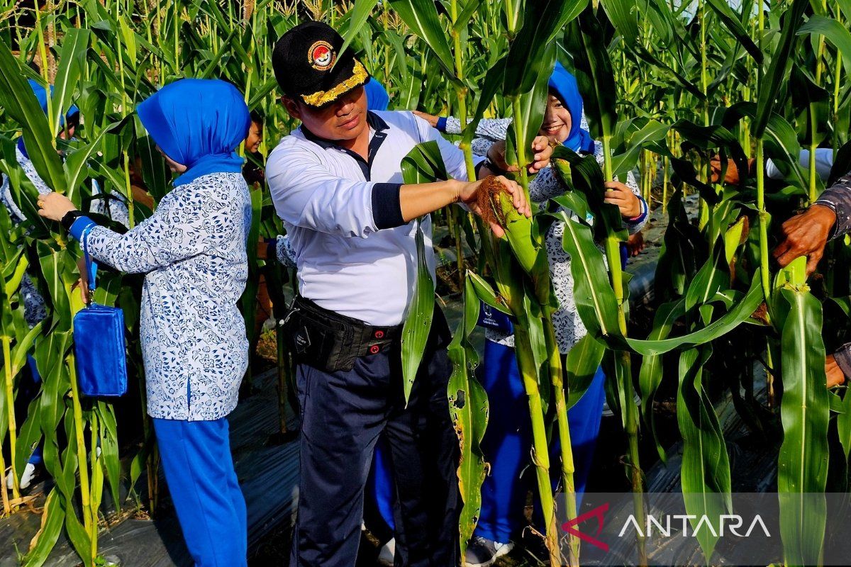 Lanal Ranai panen 10 ribu bongkol jagung manis