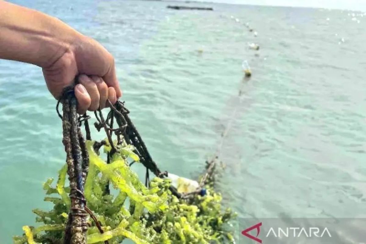 KKP dorong hilirisasi rumput laut nonhidrokoloid bernilai tambah
