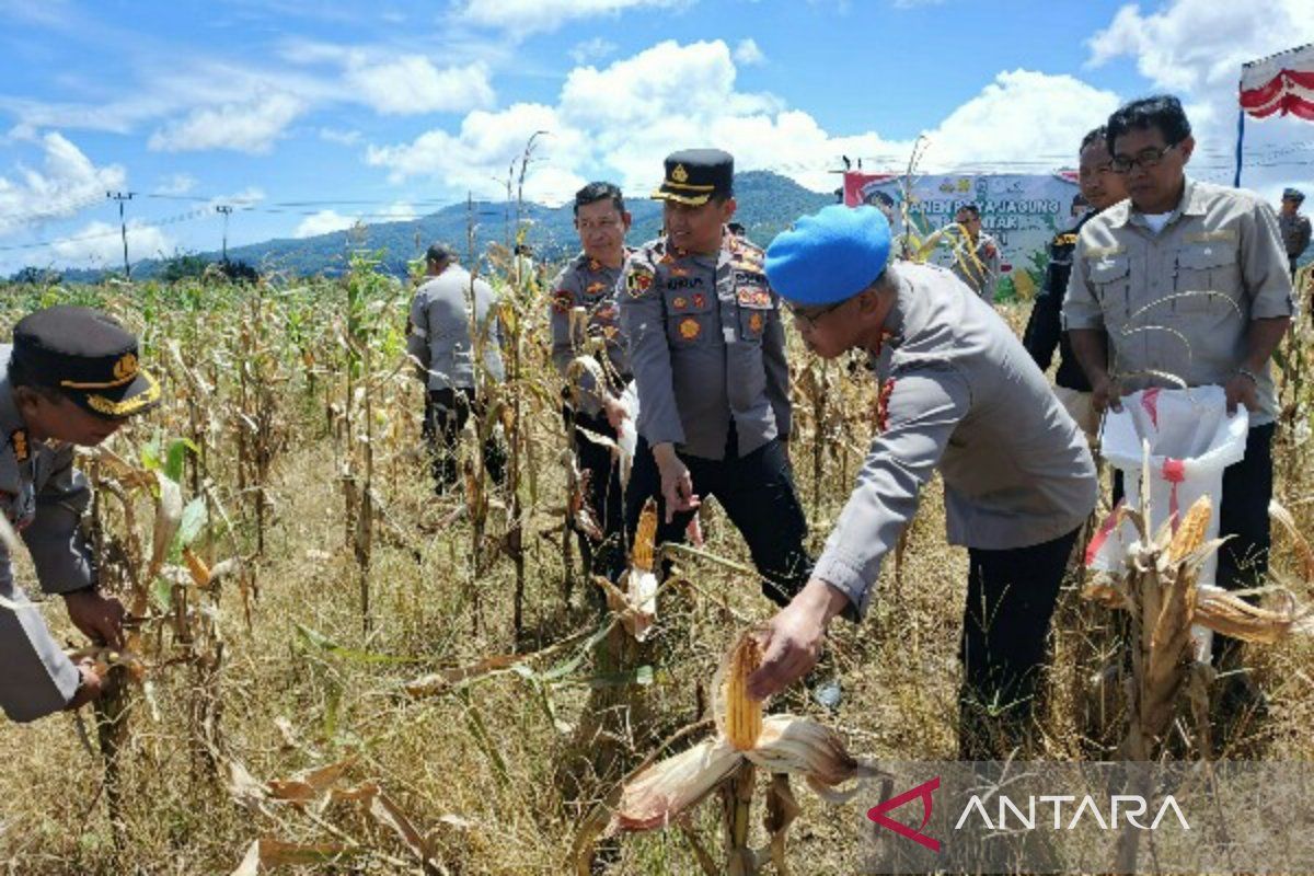 Polda Sulut panen jagung dukung Ketahanan Pangan Nasional