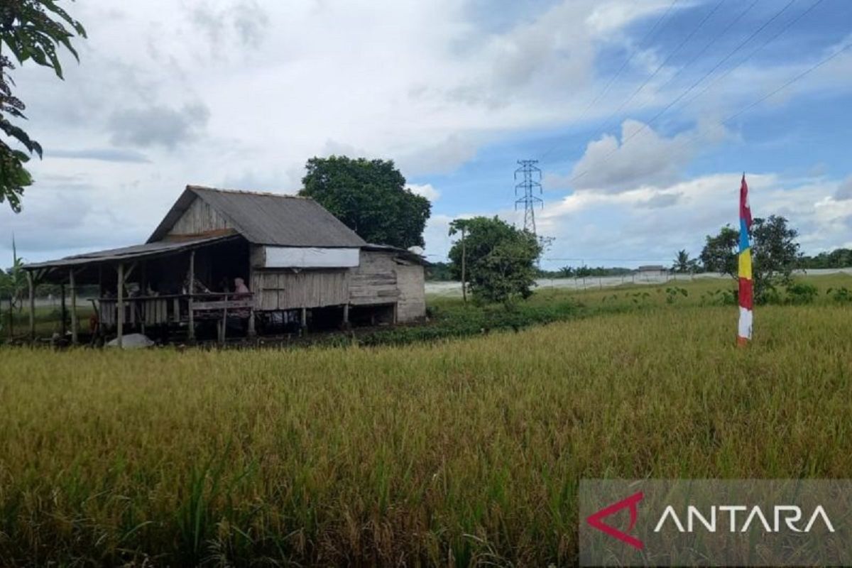 BPS: Nilai tukar petani Babel turun 4,55 persen