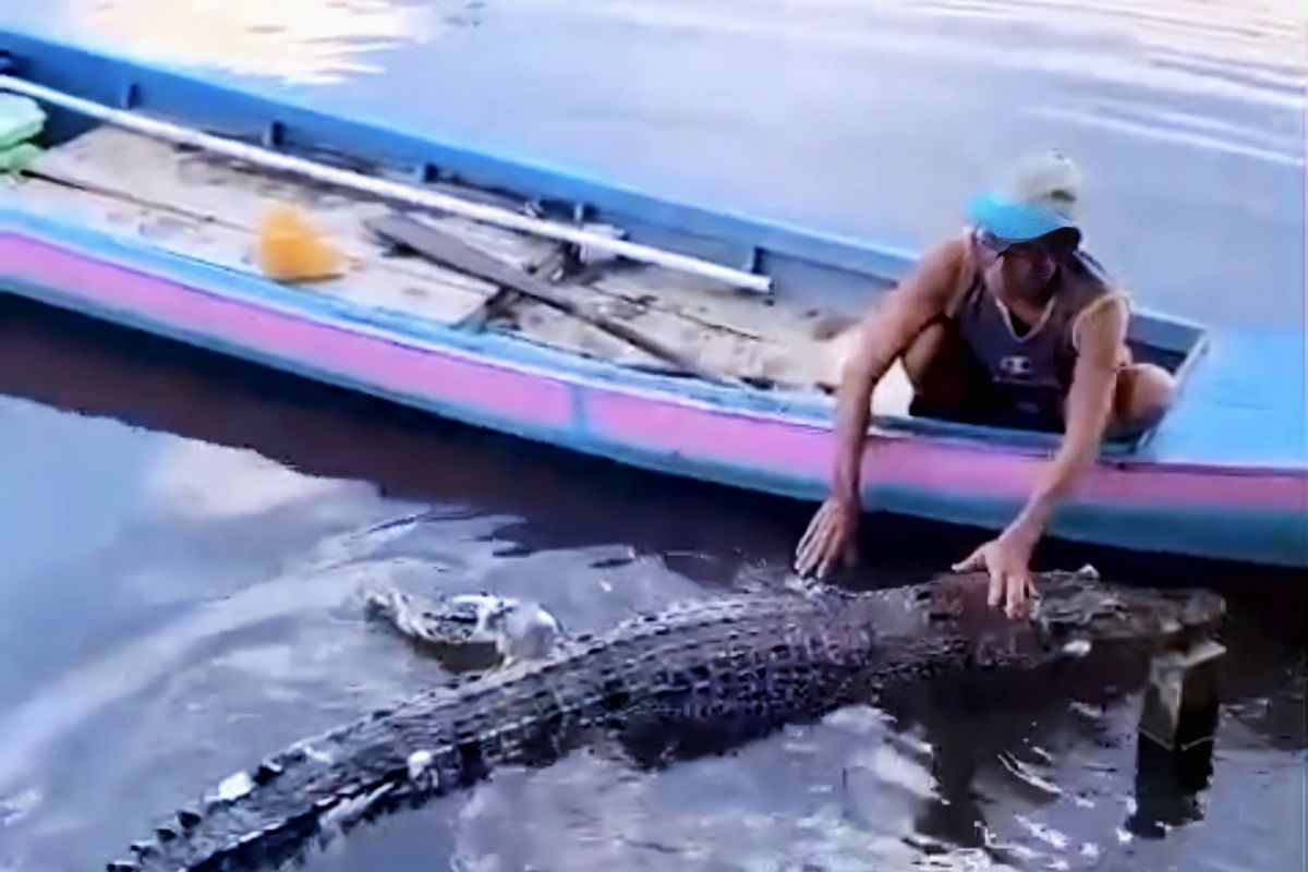 Warga Kotim temukan bangkai buaya terjerat jala ikan