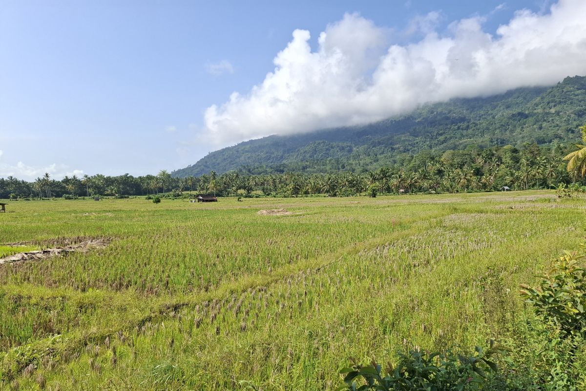 Bulog Lampung serap gabah petani 155 ribu ton hingga awal Mei