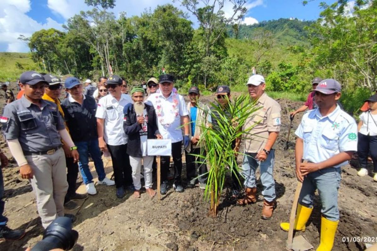 Bupati Morut resmikan tanam perdana Kebun Sawit PT CAS di Menyo'e, komitmen sejahterakan masyarakat
