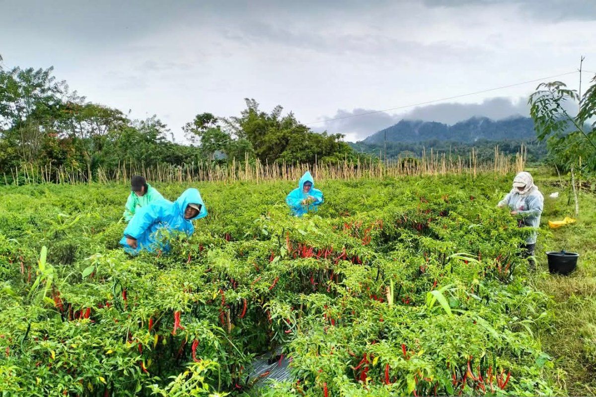BPS: Tingkat kesejahteraan petani di Sulut makin tinggi