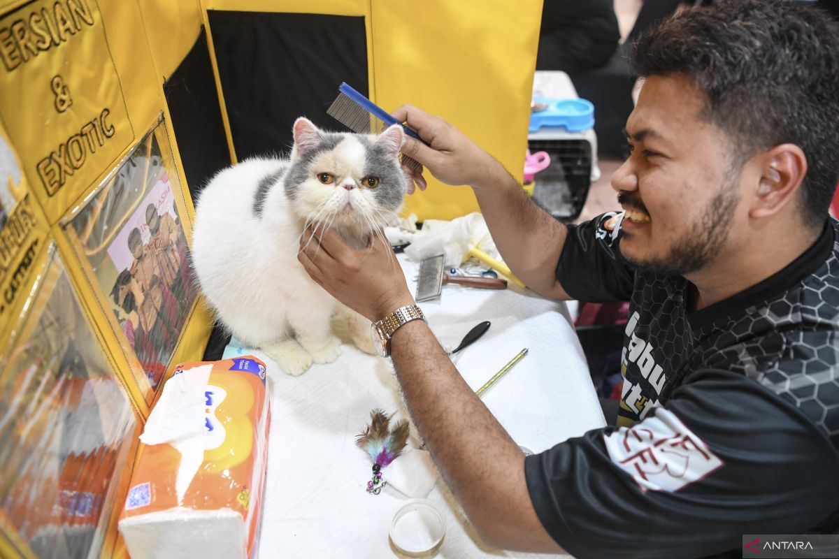 Cara efektif agar kucing peliharaan tidak kencing sembarangan di rumah