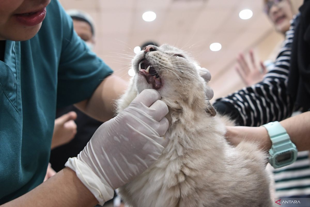 Mitos atau fakta: Menabrak kucing sampai mati bisa bikin sial?​