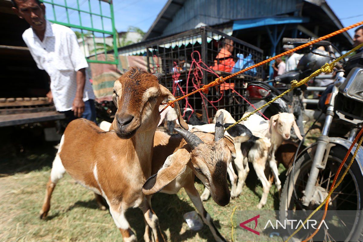 Berapa usia minimal kambing untuk kurban menurut syariat Islam?