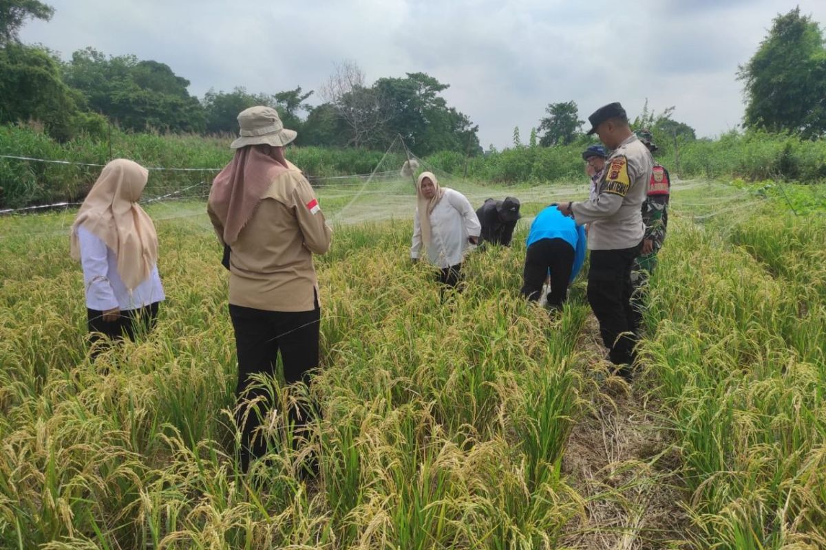 Pertamina bantu petani Jambi perkuat adaptasi iklim melalui sistem pangan terintegrasi