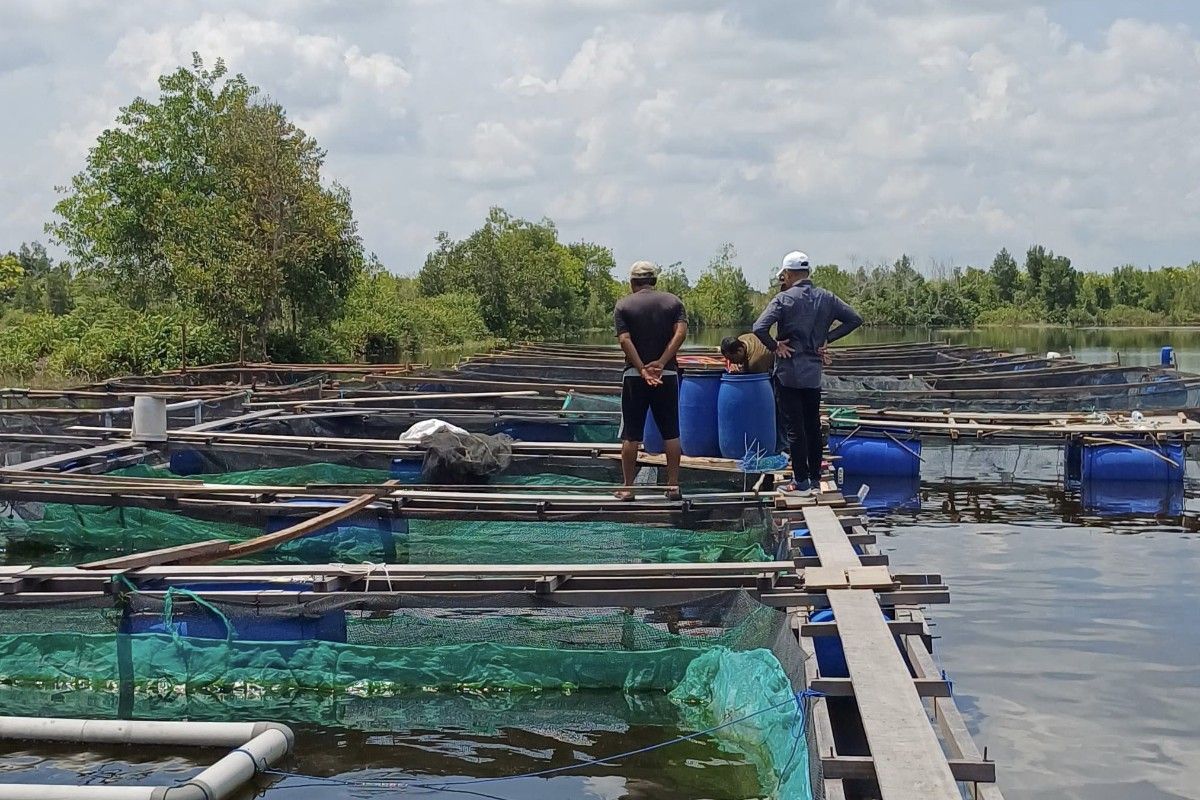 Pembudi daya di Palangka Raya minta fasilitas pembenihan ikan