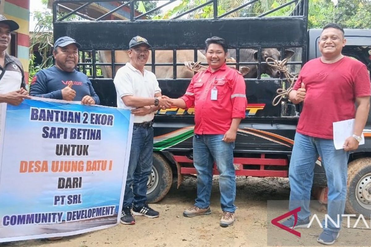 Kelompok Tani Mutiara Trans dapat bantuan sapi