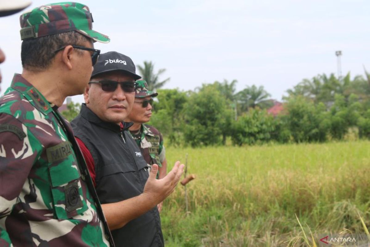 Bulog Meulaboh serap 8.976 ton gabah kering panen hingga awal Mei 2025