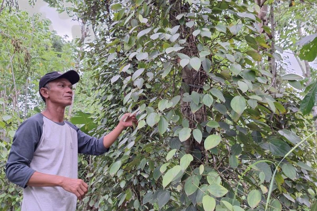 Prospek budi daya lada organik di Lampung