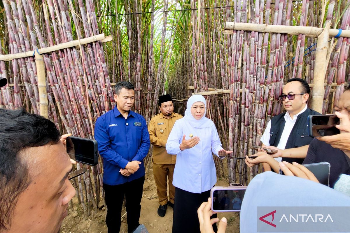 Pemprov Jatim-SGN-Himbara luncurkan KUR khusus untuk petani tebu