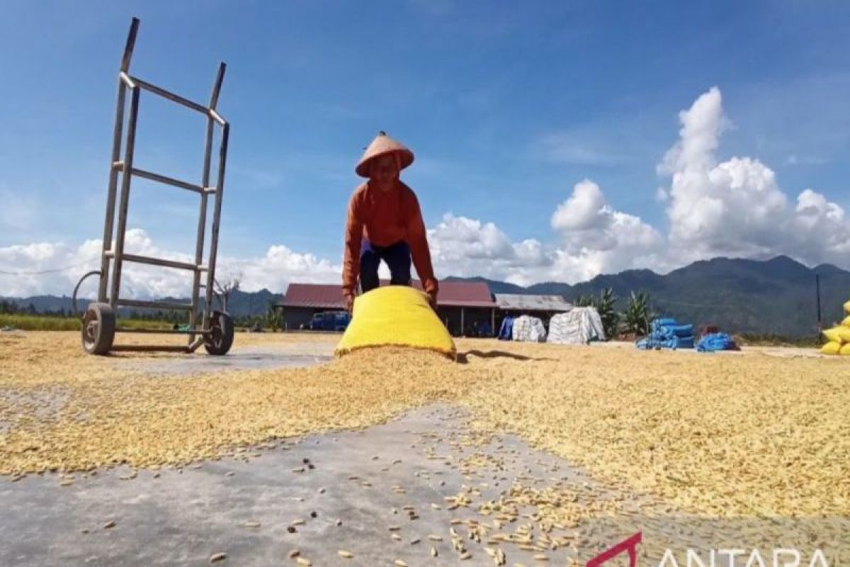 Poduksi beras Sulteng lima bulan terakhir 208.851 ton