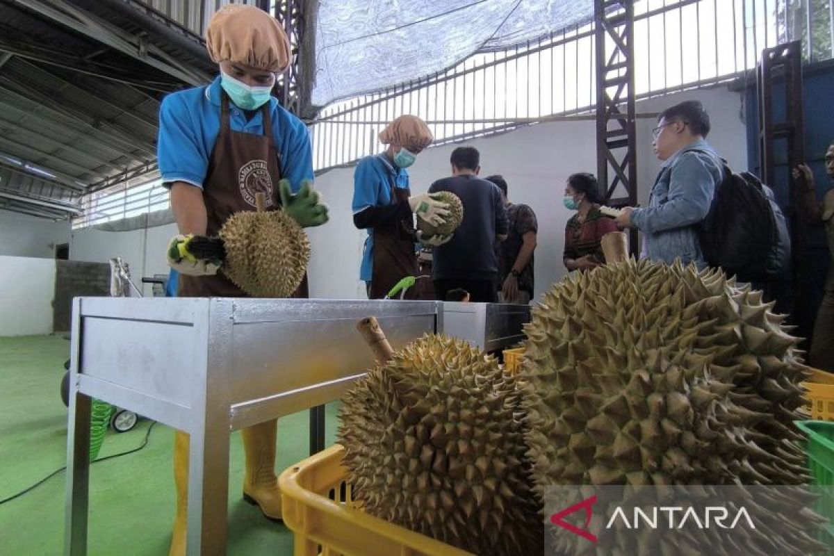Kadin Parimo harap balai karantina percepat teken protokol ekspor durian