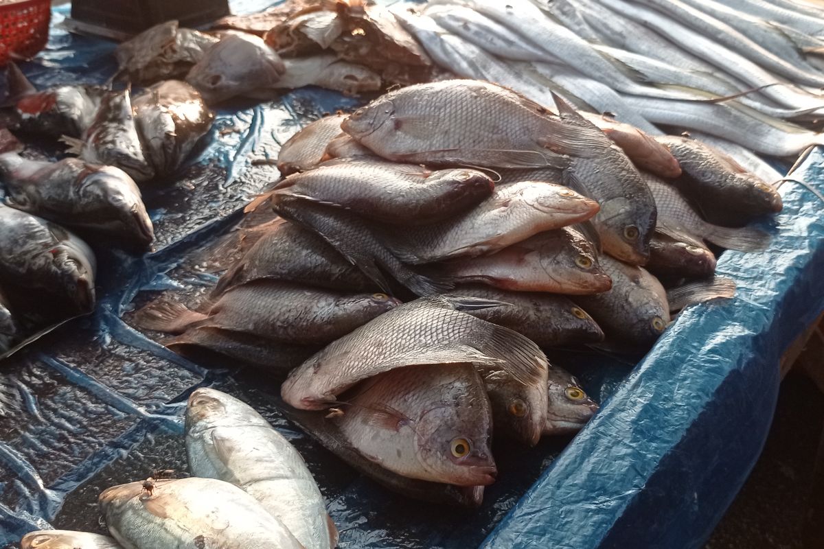 Pemkab Lebak targetkan swasembada ikan air tawar tahun ini