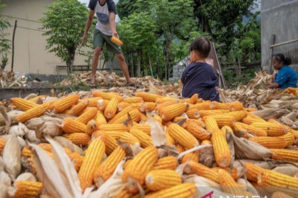 Pemprov Sulteng catat produksi jagung Januari hingga Mei 146.138 ton