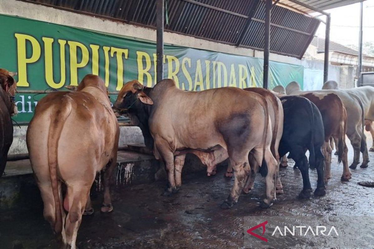 Pemkot Depok beri edukasi penjual hewan kurban untuk patuhi aturan