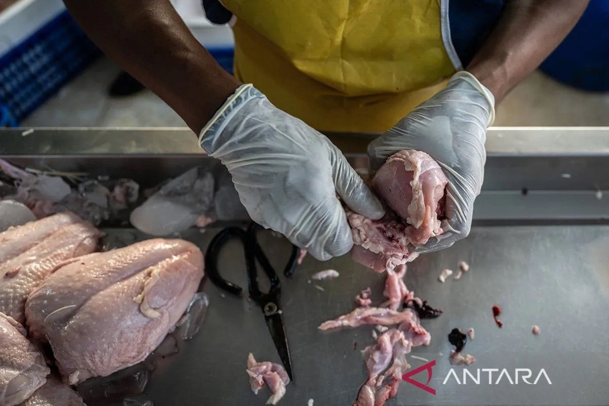 Harga pangan Kamis ini, daging ayam Rp34.663/kg dan cabai rawit Rp56.210/kg