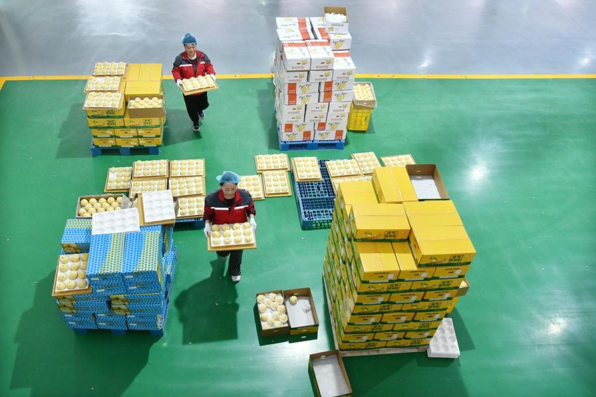 Buah pir asal China Utara siap memasuki pasar Argentina