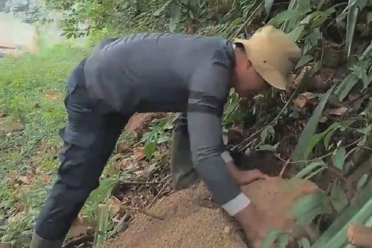 BKSDA lakukan penanaman umbi Bunga Bangkai di TWA Rimbo Panti (Video)