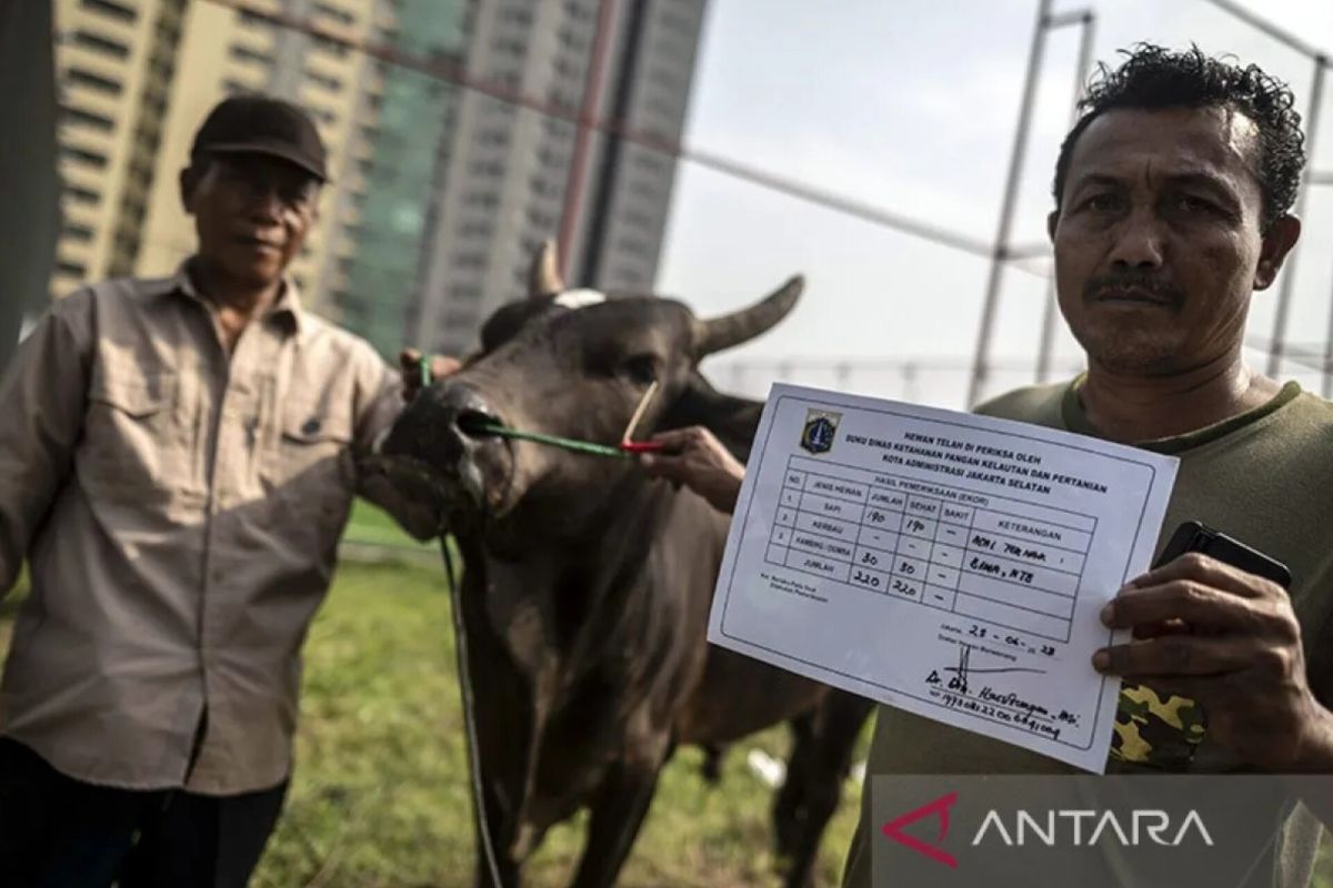 Sudin KPKP Jaksel beri vitamin bagi hewan kurban yang sakit
