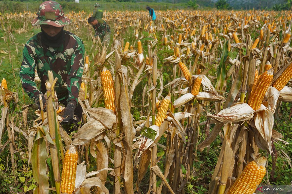 Indonesia's Army to expand agroforestry program to boost food security