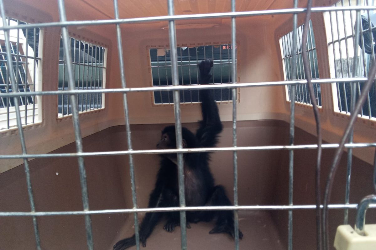 Kemenhut gagalkan perdagangan primata siamang yang dilindungi