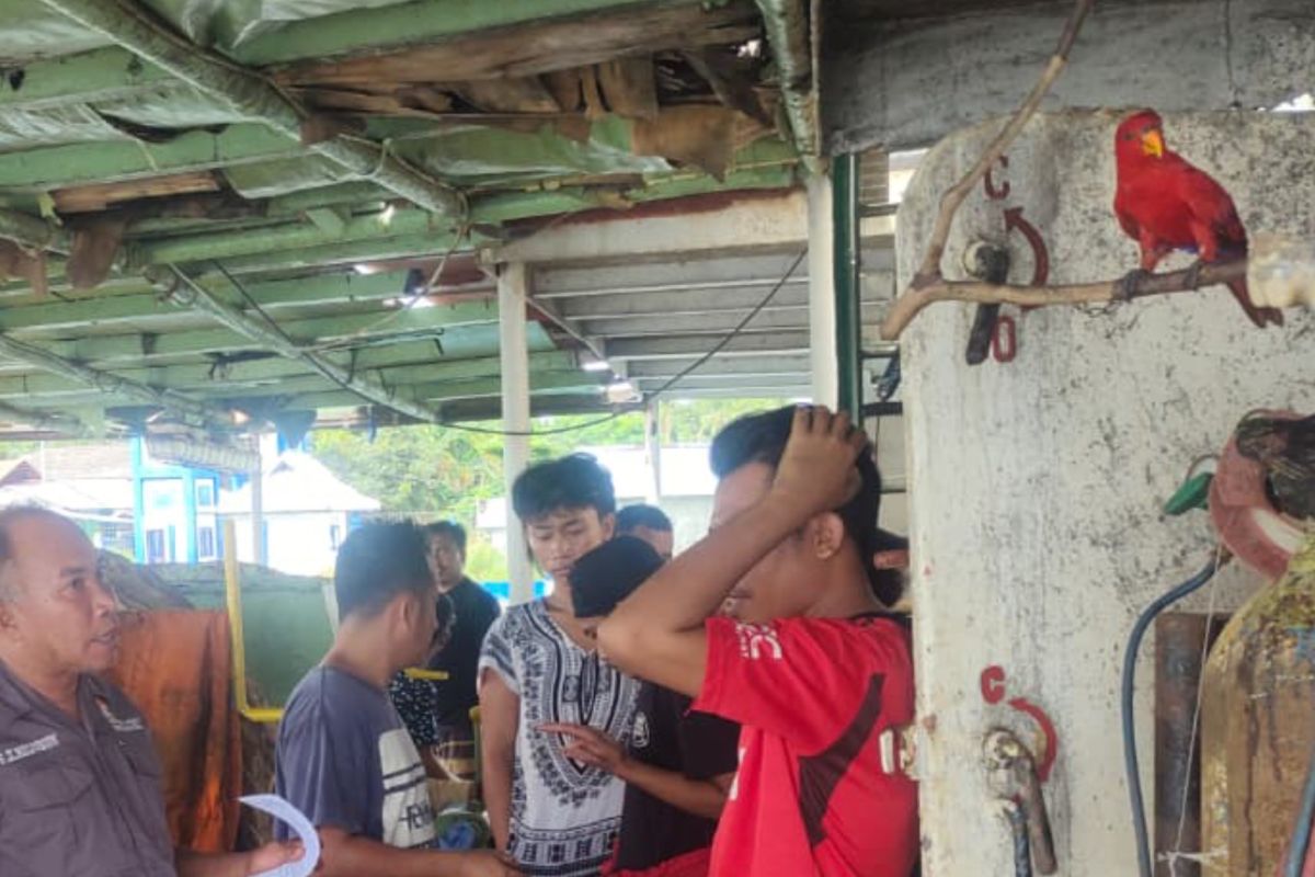 BKSDA selamatkan dua Burung Nuri Maluku dari perdagangan ilegal
