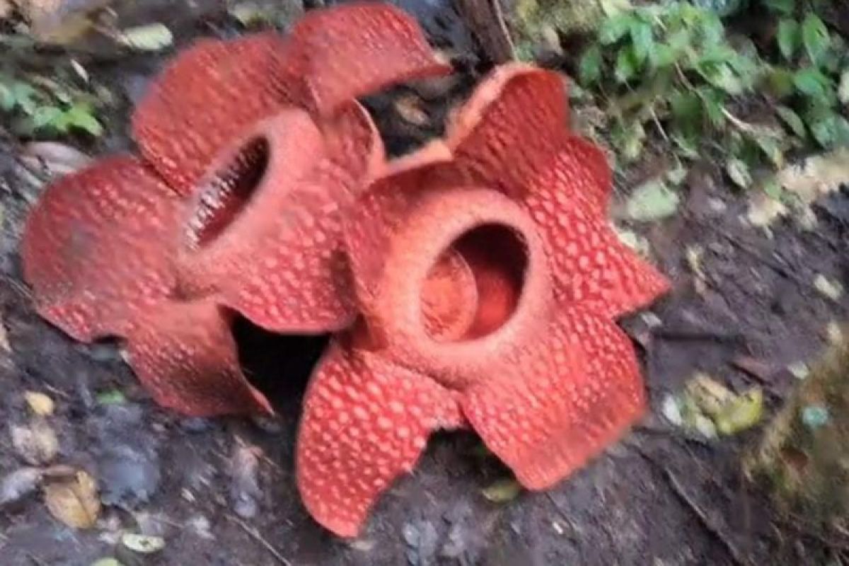 Dua bunga rafflesia mekar berdempet di Agam