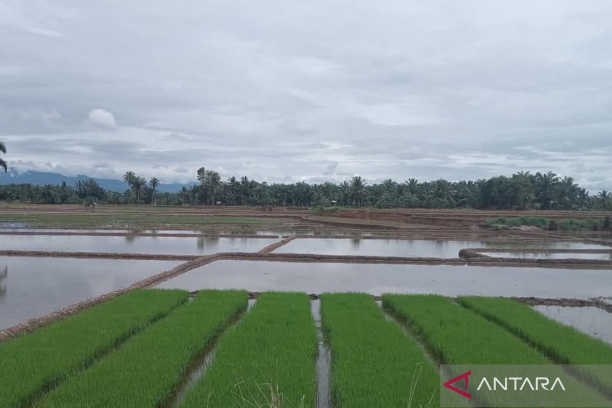 Petani Mukomuko pilih optimalkan sawah lama ketimbang tambah sawah baru