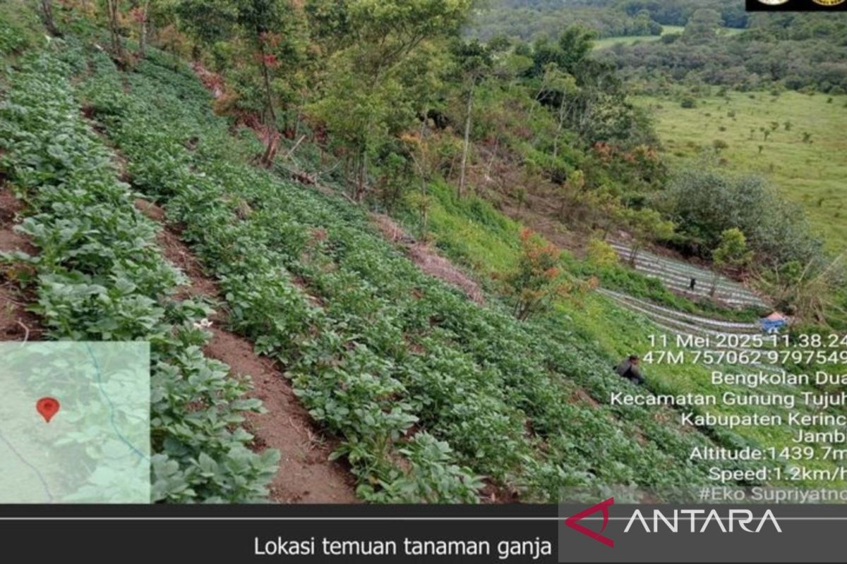 Kemenhut bantah temuan ganja di dalam kawasan TN Kerinci Seblat