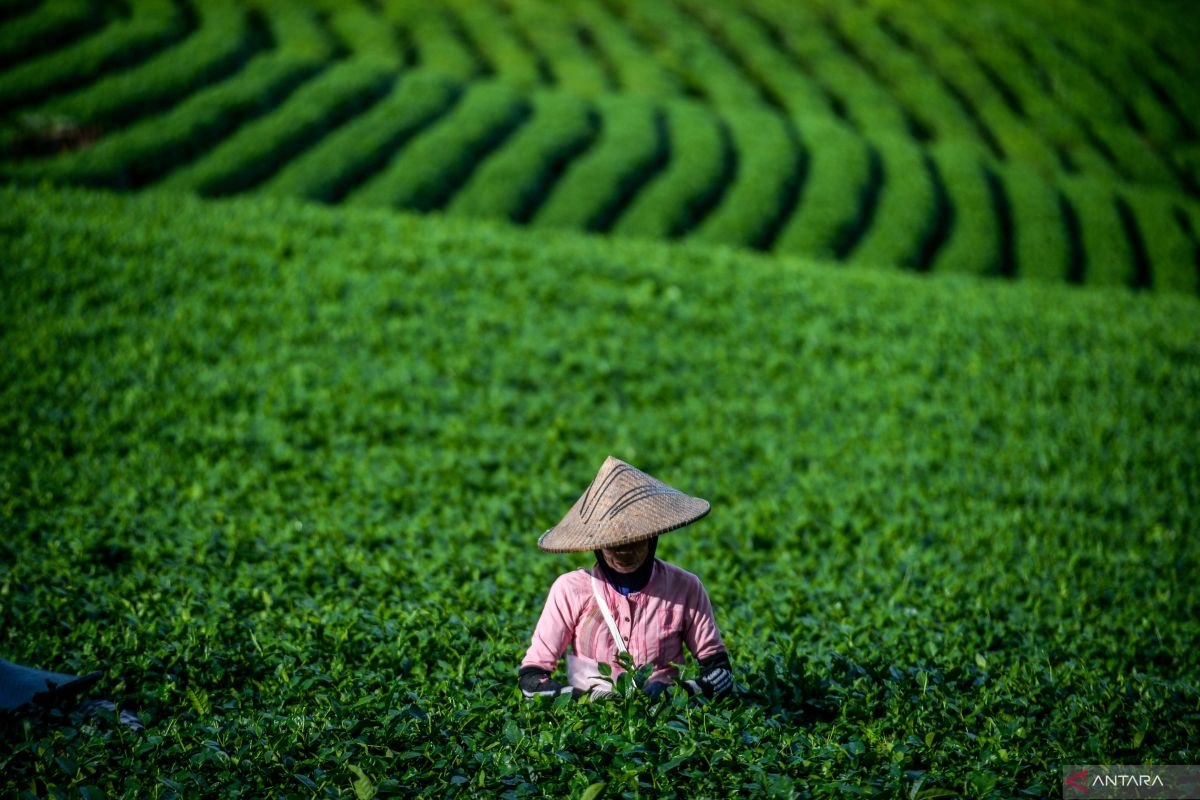 Perkebunan Harendong Lebak hasilkan teh oolong organik tanpa mesin