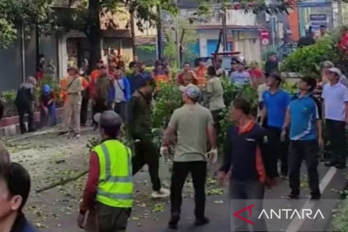 DLH Cianjur pangkas pohon rawan tumbang di pinggir jalan protokol