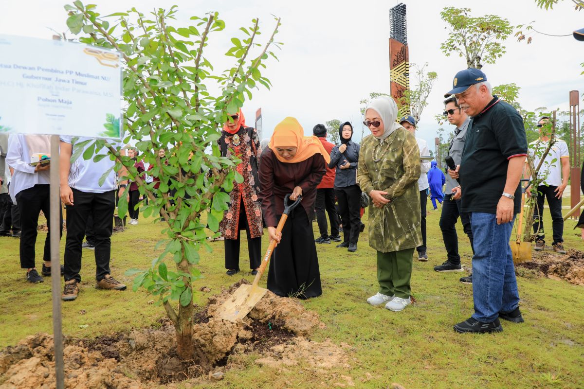 Khofifah tanam Pohon Maja di IKN simbol Jatim jadi gerbang baru Nusantara
