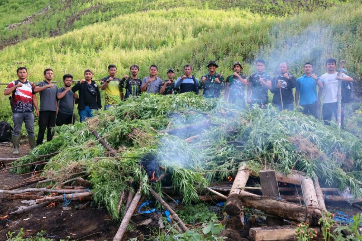 Kodim 0113/Gayo Lues musnahkan tiga hektare ladang ganja