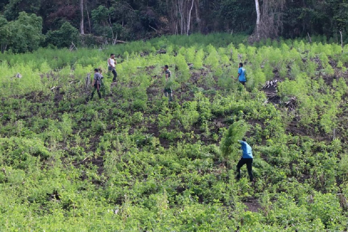 Indonesian military destroys 3-ha marijuana field in Aceh
