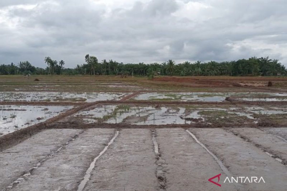 Kementan bantu kembangkan benih padi Mukomuko melalui penangkaran