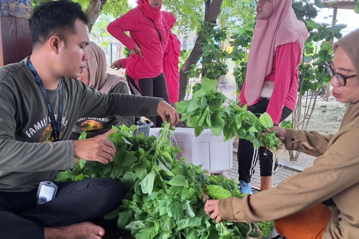 Kepulauan Seribu perkuat ketahanan pangan di lahan terbatas