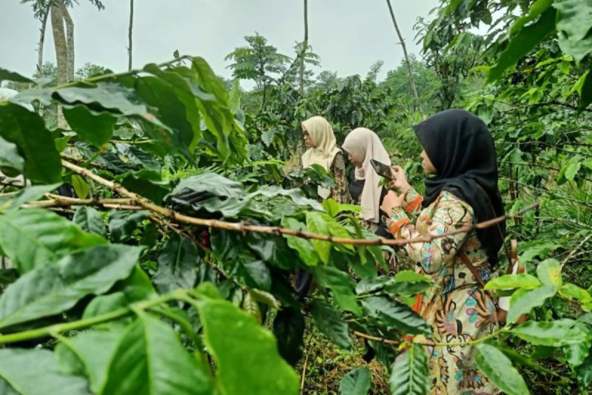 Pemkab Probolinggo bentuk MPIG Kopi Arabika untuk perlindungan IG