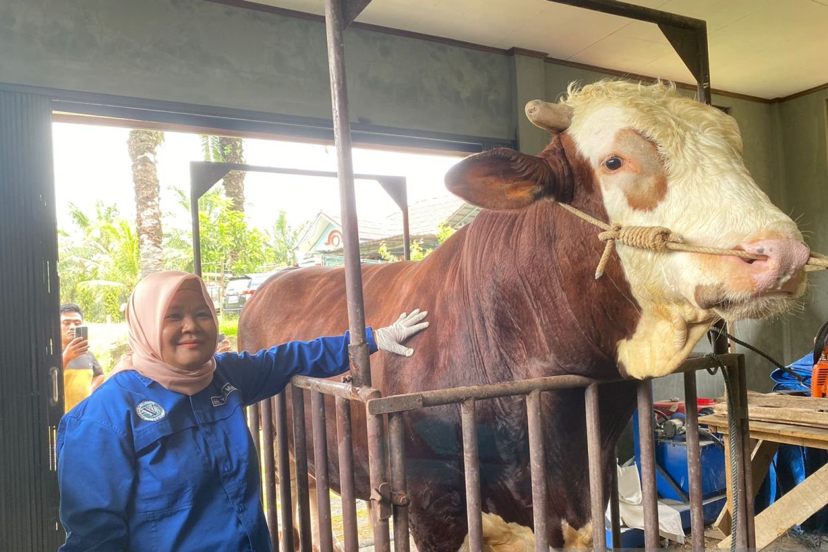 Prabowo berkurban sapi seberat 1,3 ton di Mukomuko